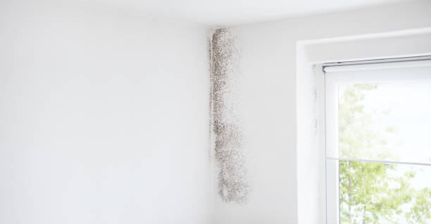 Trusted Orangevale, CA Mold Removal Experts